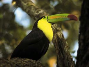 Ich h&ouml;re zu und bin gaaanz schweigsam.